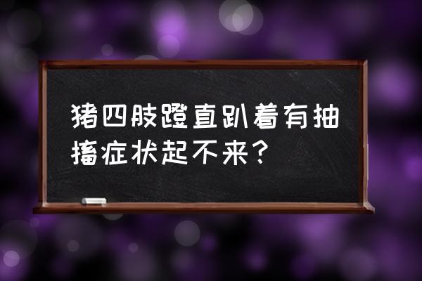 猪突然站不起来呼吸困难什么病 猪四肢蹬直趴着有抽搐症状起不来？