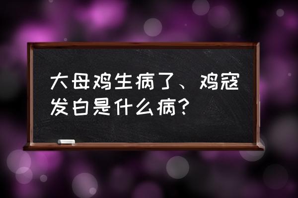 多大的鸡采食量就下降了 大母鸡生病了、鸡寇发白是什么病？