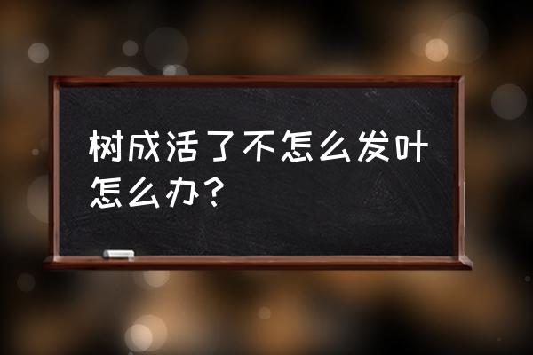 苗木移栽后怎样快速恢复 树成活了不怎么发叶怎么办？