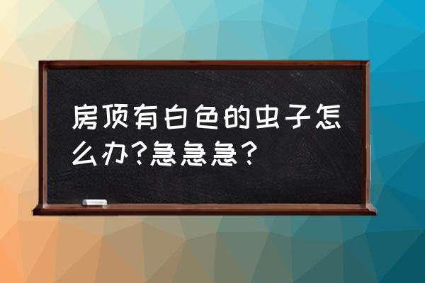 一屋子的飞蚁怎么办 房顶有白色的虫子怎么办?急急急？