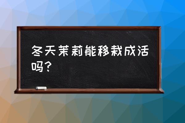 茉莉花冬天在室内怎么养 冬天茉莉能移栽成活吗？