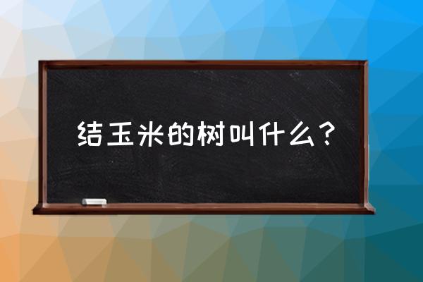 中国结之玉米结分解教程 结玉米的树叫什么？