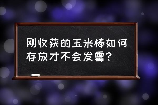 玉米籽粒收割怎么晾晒 刚收获的玉米棒如何存放才不会发霉？