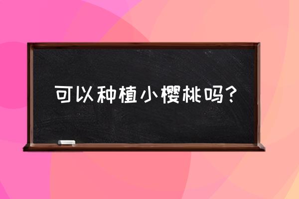 小樱桃怎么种 可以种植小樱桃吗？