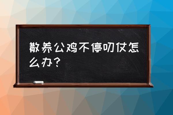 鸡打架最佳处理方案 散养公鸡不停叨仗怎么办？