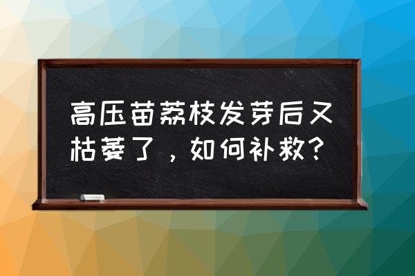 荔枝病究竟是怎么回事 高压苗荔枝发芽后又枯萎了，如何补救？