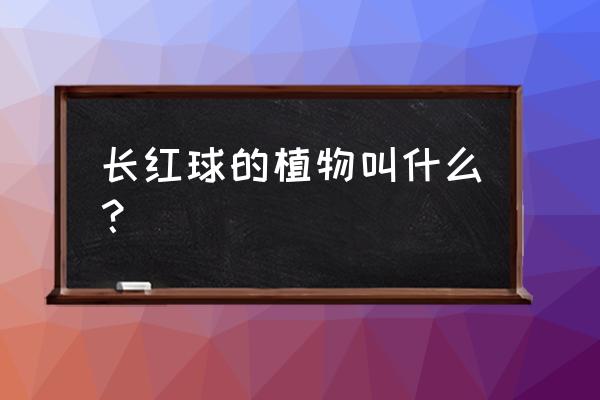 金银木几月种植最好 长红球的植物叫什么？