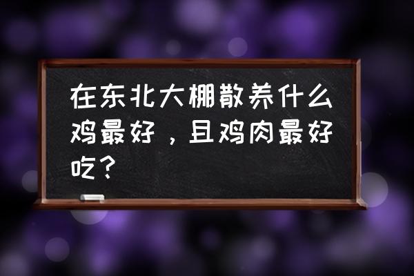 东北地区家养鸡多少度养最好 在东北大棚散养什么鸡最好，且鸡肉最好吃？