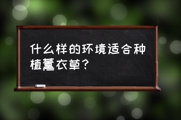 薰衣草种子可以种在房间吗 什么样的环境适合种植薰衣草？