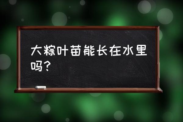 芦苇怎么种才能长得又大又肥 大粽叶苗能长在水里吗？