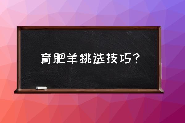 怎么样挑羊出肉率高 育肥羊挑选技巧？