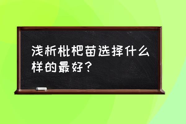 推荐枇杷挑选妙招 浅析枇杷苗选择什么样的最好？