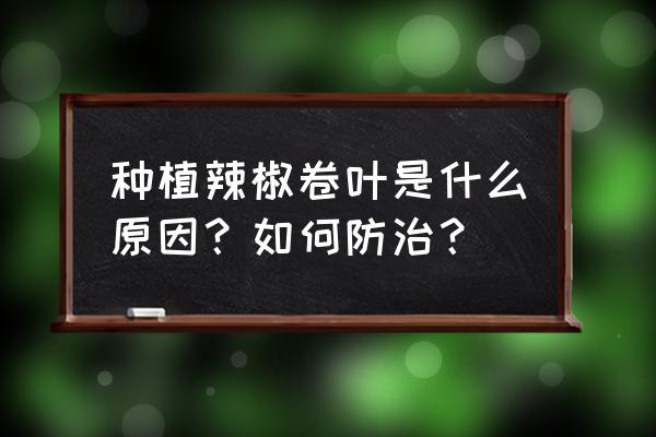 辣椒病虫害防治方案 种植辣椒卷叶是什么原因？如何防治？