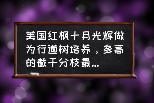 杨树有钻心虫怎么防治 美国红枫十月光辉做为行道树培养，多高的截干分枝最为合适？