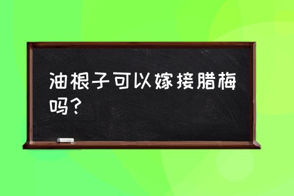 腊梅种子繁殖方法 油根子可以嫁接腊梅吗？