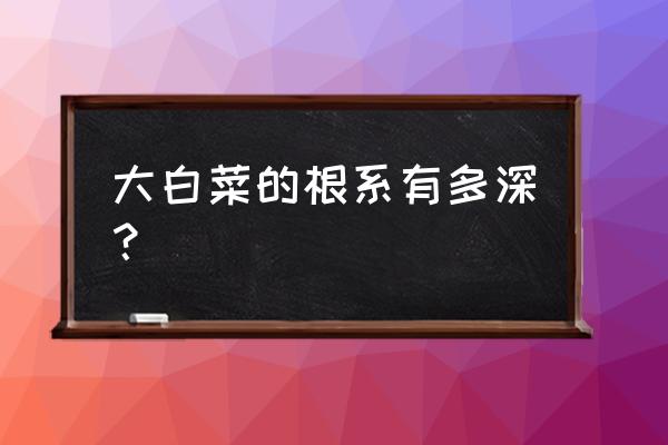 白菜根怎么在家里种 大白菜的根系有多深？