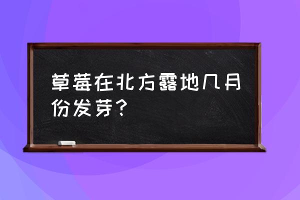 东北露天草莓几月份种植最好 草莓在北方露地几月份发芽？