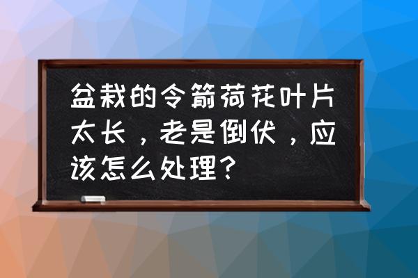 电动密集架故障解决方法 盆栽的令箭荷花叶片太长，老是倒伏，应该怎么处理？