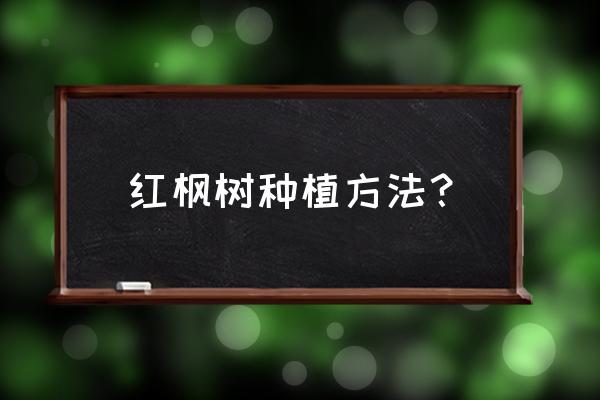 刚买的红枫怎么栽好 红枫树种植方法？