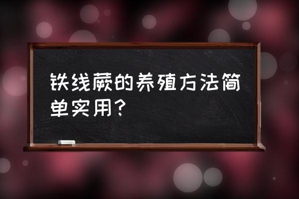 铁线蕨根部太湿怎么办 铁线蕨的养殖方法简单实用？