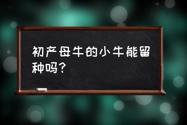 初产母牛多次配不上牛犊怎么办 初产母牛的小牛能留种吗？