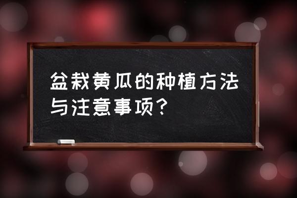 自家菜园怎么种黄瓜 盆栽黄瓜的种植方法与注意事项？