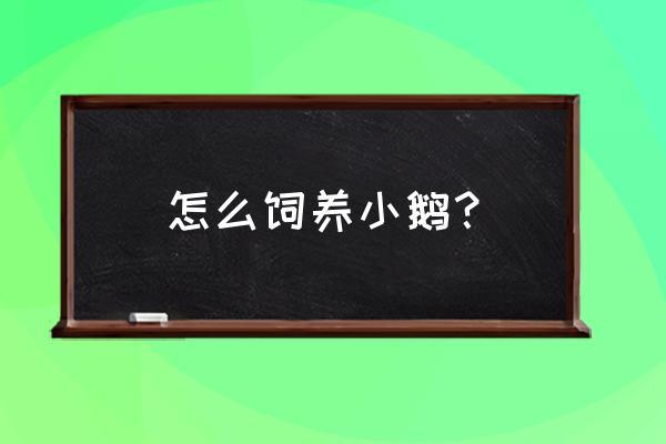 刚刚买回家的小鹅如何养 怎么饲养小鹅？