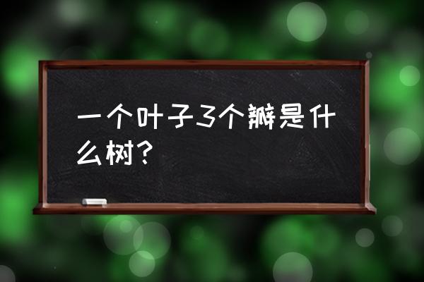 紫叶花怎么养才能爆盆 一个叶子3个瓣是什么树？