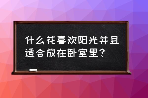 空气凤梨适合卧室吗 什么花喜欢阳光并且适合放在卧室里？