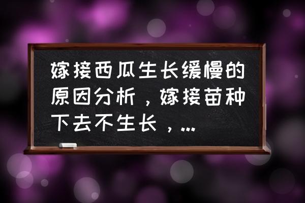 西瓜苗嫁接的好还是不嫁接的好 嫁接西瓜生长缓慢的原因分析，嫁接苗种下去不生长，什么原因？