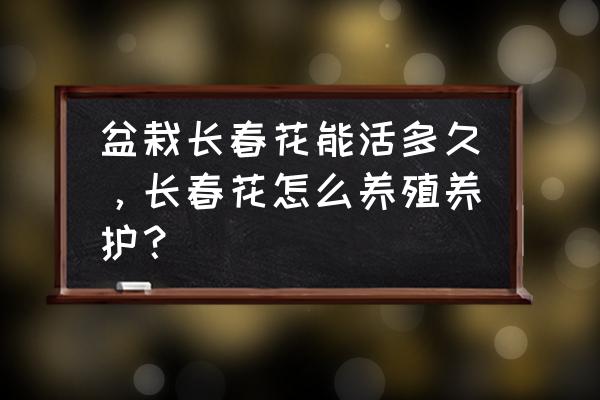 长春花用什么盆栽比较好养 盆栽长春花能活多久，长春花怎么养殖养护？