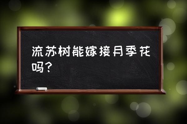 广玉兰树苗繁殖后还能嫁接吗 流苏树能嫁接月季花吗？