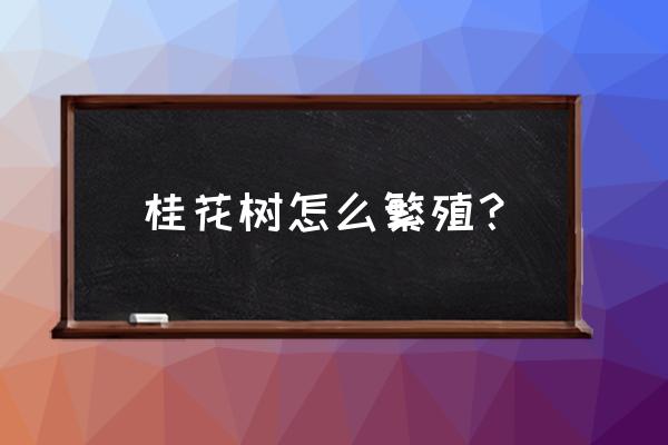 流苏树怎样育苗 桂花树怎么繁殖？