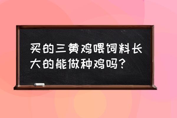 喂养三黄鸡的饲料配方 买的三黄鸡喂饲料长大的能做种鸡吗？