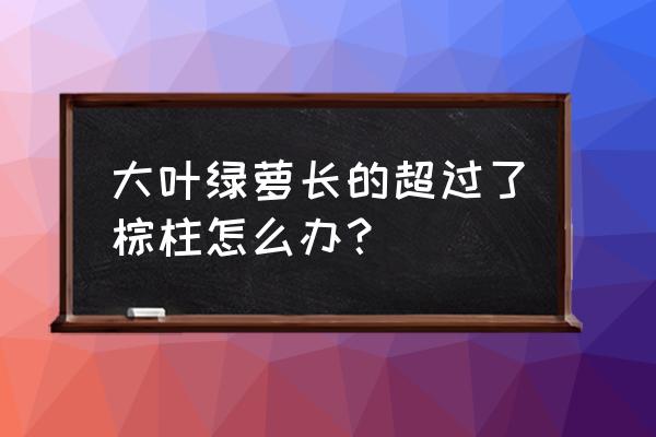 大叶绿萝怎样养粗壮 大叶绿萝长的超过了棕柱怎么办？