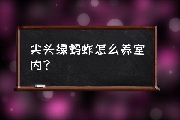 自己抓的蚂蚱怎么养 尖头绿蚂蚱怎么养室内？