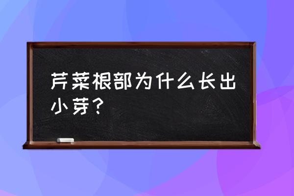 芹菜红茎是怎么回事 芹菜根部为什么长出小芽？