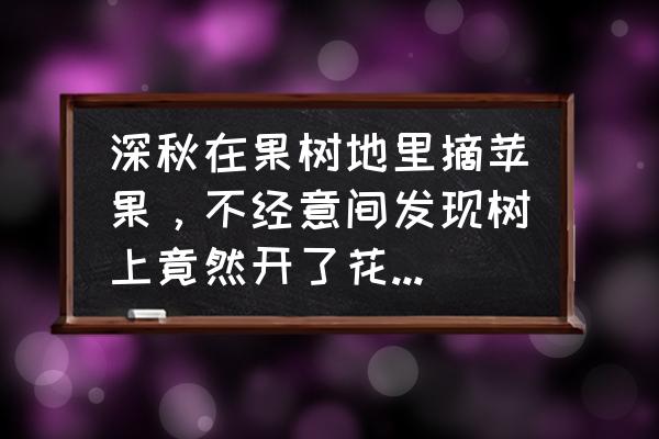 苹果树开花后掉了什么原因 深秋在果树地里摘苹果，不经意间发现树上竟然开了花朵？你怎么看这一现象？