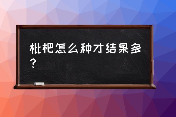 枇杷果怎么才能大并且甜 枇杷怎么种才结果多？