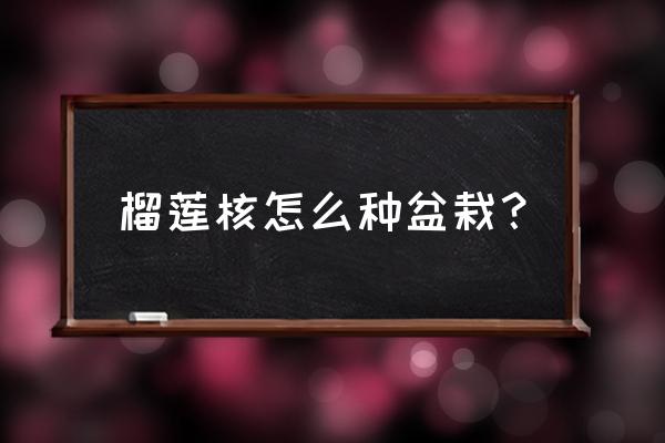 吃完的榴莲核怎么种出榴莲 榴莲核怎么种盆栽？