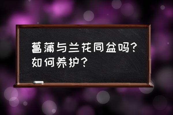 养兰花用实心石还是空心石好 菖蒲与兰花同盆吗？如何养护？