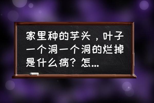 香芋病虫害图谱及防治方法 家里种的芋头，叶子一个洞一个洞的烂掉是什么病？怎样防治？