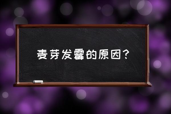 水培小麦芽技术全过程 麦芽发霉的原因？