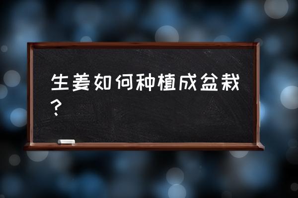 盆栽生姜的叶特别多姜会多吗 生姜如何种植成盆栽？