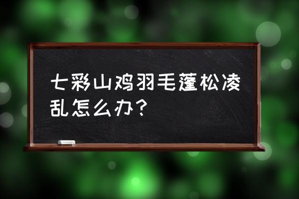 球虫最好的防治方法 七彩山鸡羽毛蓬松凌乱怎么办？