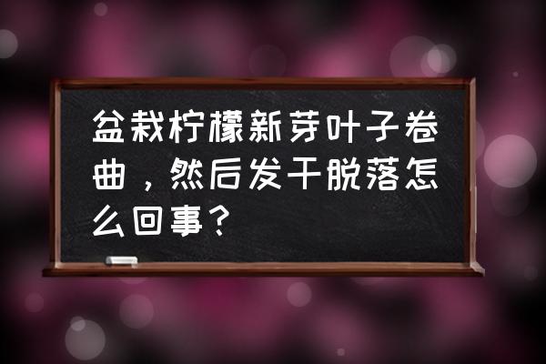 新手吃柠檬遇上夏天最怕的一件事 盆栽柠檬新芽叶子卷曲，然后发干脱落怎么回事？