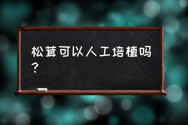 人工培育松菌的方法 松茸可以人工培植吗？