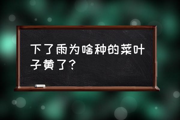 蔬菜叶子黄叶怎么补救 下了雨为啥种的菜叶子黄了？