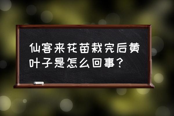 仙客来黄叶的原因怎么补救 仙客来花苗栽完后黄叶子是怎么回事？