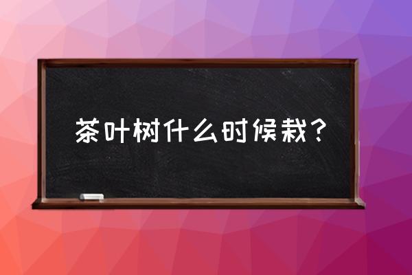 树怎么种活 茶叶树什么时候栽？